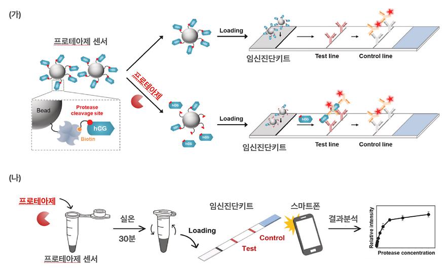 아주대 연구팀, 생명현상 지표 ‘프로테아제’ 신속 검출 기술 개발